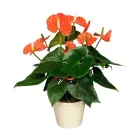 Антуріум Мадурал висота 50 см у горщику жовтогарячий