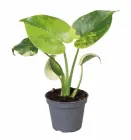 Монстера Deliciosa Aurea Variegata, горщик ⌀6, висота 20-25см