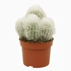 Кактус Espostoa melanostele