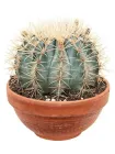 Кактус Ferocactus glaucescens