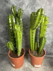 Кактус Murtillocactus geometrisans