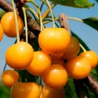 Саджанці Яскрава Черешня Дрогана (38793) (літній сорт, середньопізнього дозрівання)