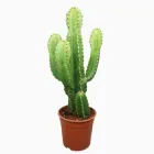 Молочай Euphorbia ingens