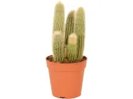 Кактус Cactus canarias mix