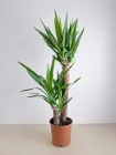 Рослина в горщику Юка Yucca