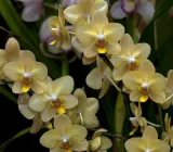 Орхідея (підліток зараз без квітів) TopDreams фаленопсис Phal. Zephyr, квіти 6 см у розмірі 1.7 (торфстакан)