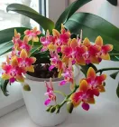 Орхідея (підліток зараз без квітів) TopDreams Phal 5085 Peace Love (Golden Sand) бабочка 1.7 (мох)