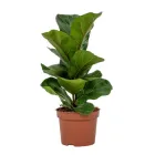 Фікус Ліровидний Ficus Lyrata Bambino, Ø12 см. H 30 cм.