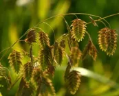 Хасмантіум широколистий,C3 - горщик 3л