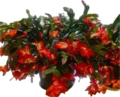 Шлюмбергера Різдвяник (декабрист) - кімнатна рослина, Р-1010