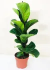 Фікус Ліровидний Ficus Lyrata Bambino, висота 30 см, горщик 12"