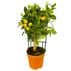 Каламондін цитрусове дерево на штамбі