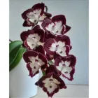 Орхідея фаленопсис підліток Dharma Азія