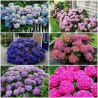 Насіння гортензії великолистної Hydrangea macrophylla, мікс кольорів, 10 шт.