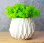 Кашпо гіпсове "Facet" зі стабілізованим мохом NEROLI 12 см Біле