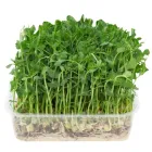 Мікрозелень Горошку 200 г (19890061)
