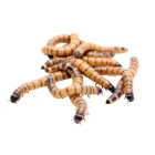 Живий корм для тварин Зофобас набір 100 шт 88055