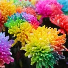 Насіння австралійської райдужної хризантеми, 20 шт.