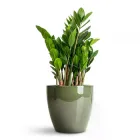 Заміокулькас Zamiifolia 12*40см
