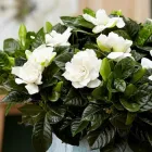 Насіння жасминоподібне (Gardenia jasminoides), 10 шт.