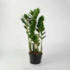 Zamio Zamiifolia Заміокулькас заміофолія 14 см горщик, 60 см висота