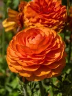 Ранункулюс (лютик) Aviv Orange (5 шт. в упаковці)