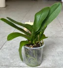 Орхідея Фаленопсис без квітів