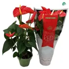 Рослина в горщику антуріум червоний