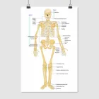 Постер "Скелет дорослої людини (вигляд спереду)" A3 42x28 см (id6012)