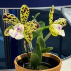 Орхідея катлея підліток Green Leopard 'Caterpillar' Азія