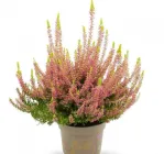 Верес звичайний 'Голден Анжі',P11 - горщ. D11cm