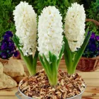 Гіацинт Carnegie 1 шт Голландія