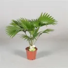 Насіння пальми китайської Лівістона Gl Seeds 5 шт