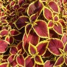 Насіння колеусу Візард Скарлет Gl Seeds 10 шт