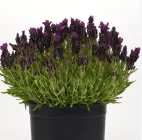Насіння лаванди бандера Deep Purple PanAmerican 20 шт