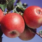 Саджанці Яскрава Яблуня Перлина Києва (33819)