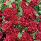 Насіння мальви Шатер Legutko кармінна 0,3 г