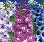 Насіння дельфініуму Баккара Gl Seeds 0,5 г