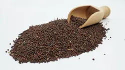 Гірчиця чорна зерно, 100г