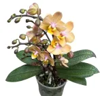 Орхідея (підліток зараз без квітів) TopDreams фаленопсис Парфюмерна фабрика Scention з гарним листям у крап у розмірі 1.7