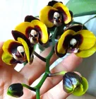 Орхідея (підліток зараз без квітів) TopDreams фаленопсис Phal 450 Panda (Bananarama) 1.7 (мох)