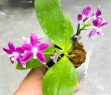 Орхідея (підліток зараз без квітів) TopDreams фаленопсис Phal 6157 ароматний 1.7 (мох)