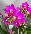 Орхідея (підліток зараз без квітів) TopDreams фаленопсис Phal Pink flamingo неонова пишна мультифлора з квітами 5 см 1.7 (торфстакан)