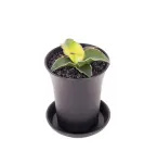 Сансівієрія Star Canary 7 горщик