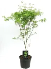 Клен японський Acer Palmatum Seiryu, висота 30см, 10 горщик