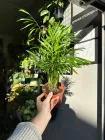 Хамедорея пальма / Chamaed Elegans Teodim висота 35-40 см 7670
