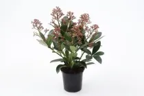 Скіммія Jap. Rubella, ⌀11 горщик