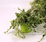 Фікус Pumilo Belle Sunny, горщик ⌀12