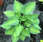 Садженець Хоста "Tick Tock"