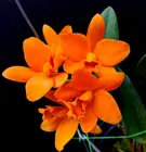 Орхідея каттлея підлітковий Little Sun Golden Boy Азія